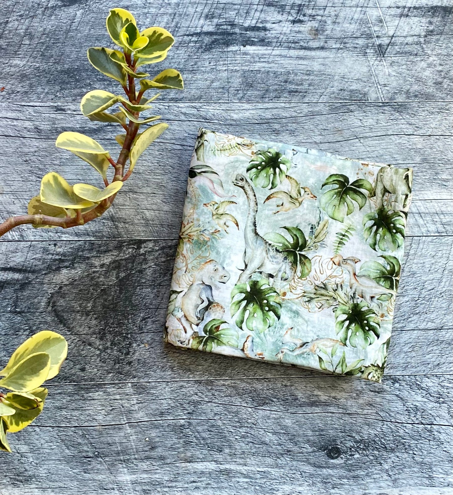 Dino monstera